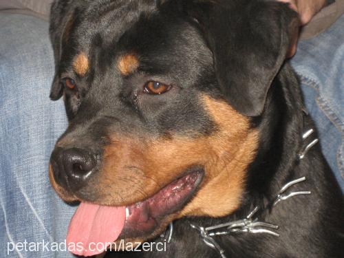 alex Dişi Rottweiler