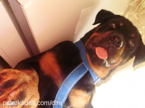 Şila Dişi Rottweiler