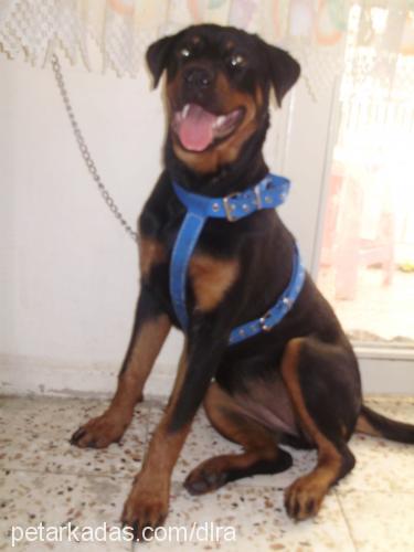 Şila Dişi Rottweiler