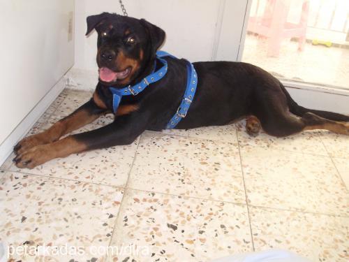 Şila Dişi Rottweiler