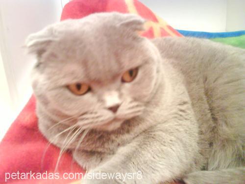 kitty Dişi Scottish Fold