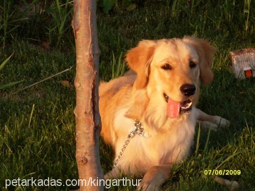 arthur Erkek Golden Retriever