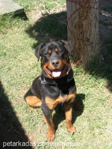 oz Erkek Rottweiler