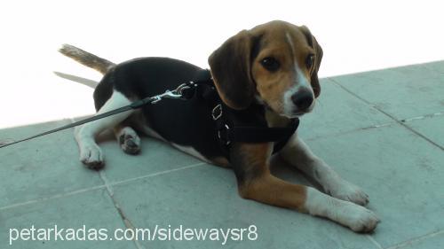 cody Dişi Beagle