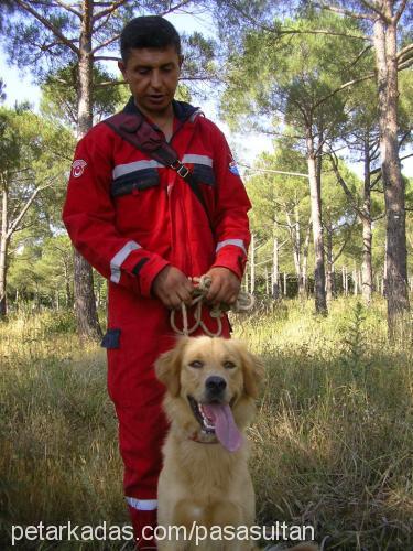 paşa Erkek Golden Retriever