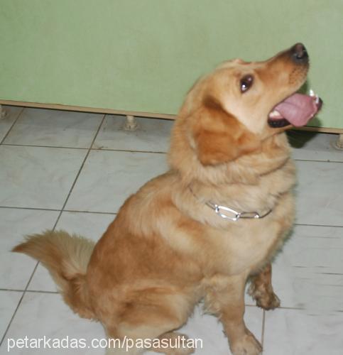 paşa Erkek Golden Retriever