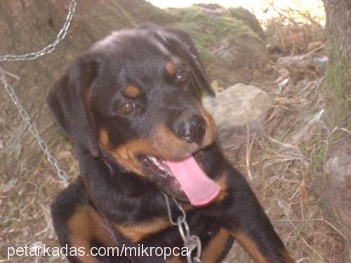 oz Erkek Rottweiler