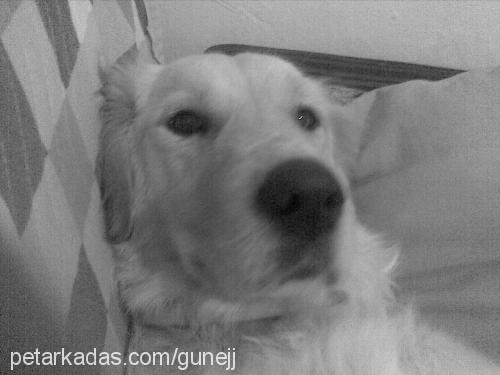 luba Dişi Golden Retriever