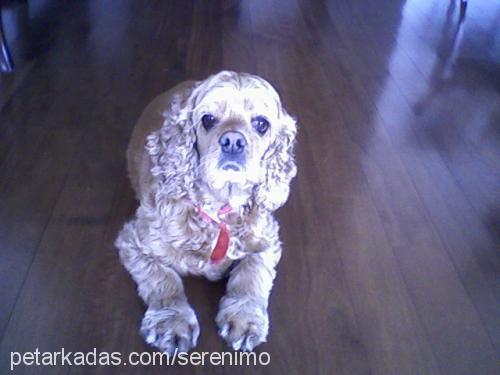 kuki Dişi Amerikan Cocker Spaniel