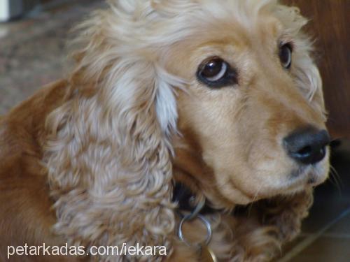 İris Dişi İngiliz Cocker Spaniel