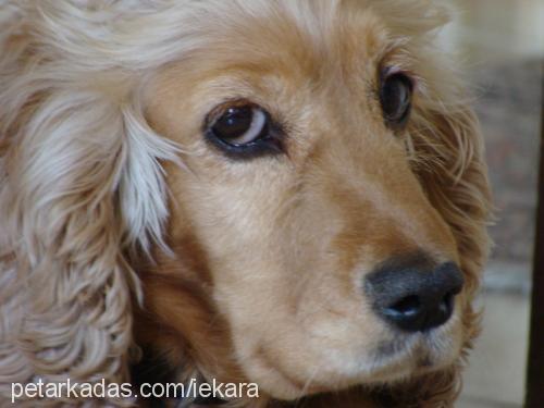 İris Dişi İngiliz Cocker Spaniel