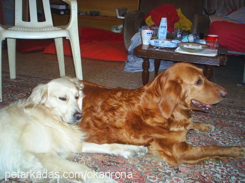 rona Dişi Golden Retriever