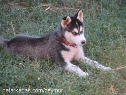 zilli Dişi Sibirya Kurdu (Husky)