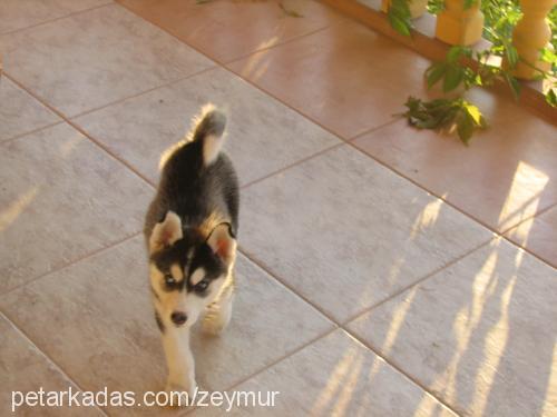 zilli Dişi Sibirya Kurdu (Husky)