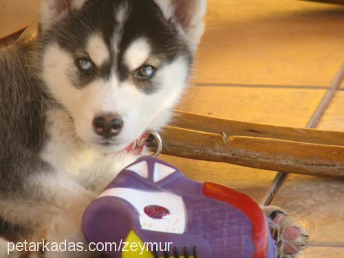 zilli Dişi Sibirya Kurdu (Husky)