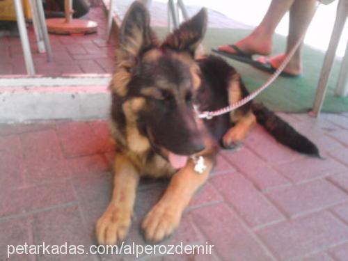 marla Dişi Alman Çoban Köpeği