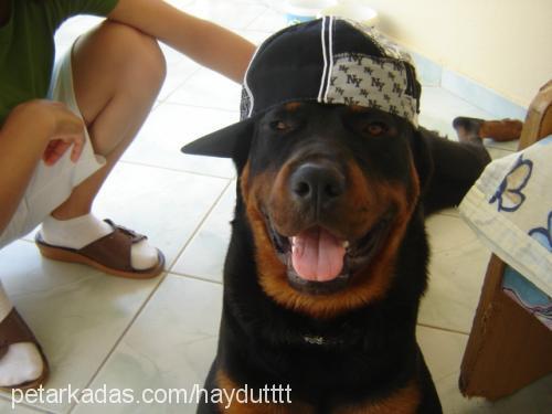 haydut Erkek Rottweiler