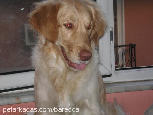 Çakıl Dişi Golden Retriever