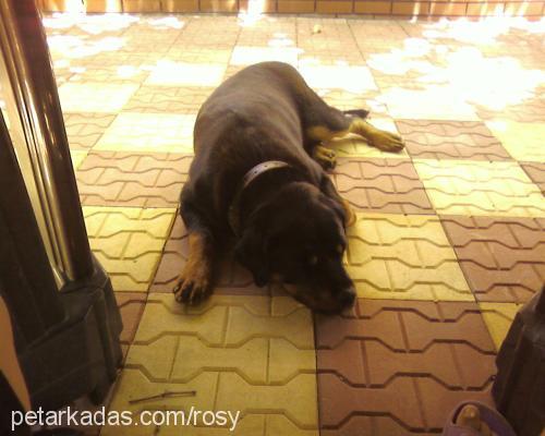 rodi Dişi Rottweiler