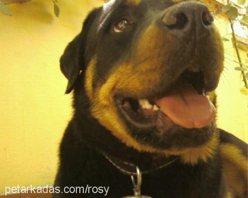 rodi Dişi Rottweiler