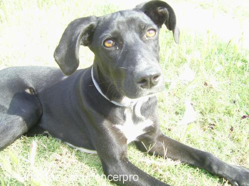 keş Dişi Doberman Pinscher