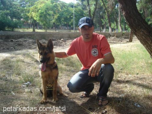 jatsi Dişi Alman Çoban Köpeği