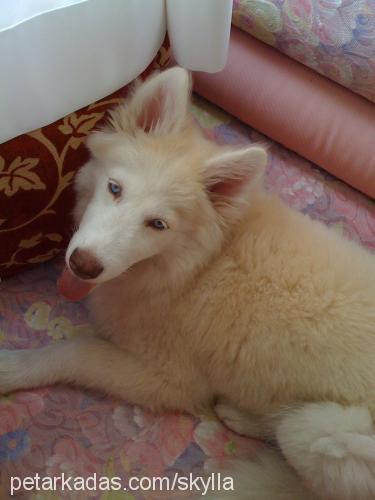 molly Dişi Sibirya Kurdu (Husky)