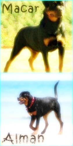 Şila Dişi Rottweiler