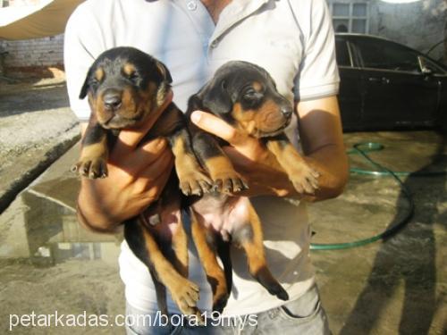 betty Dişi Doberman Pinscher