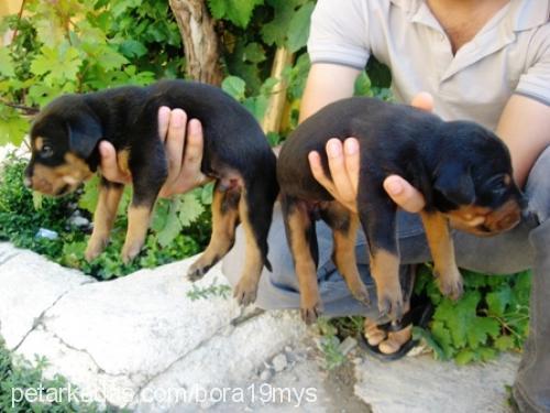 betty Dişi Doberman Pinscher