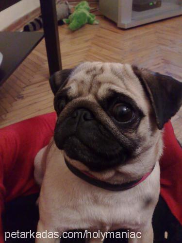 gizmo Dişi Pug