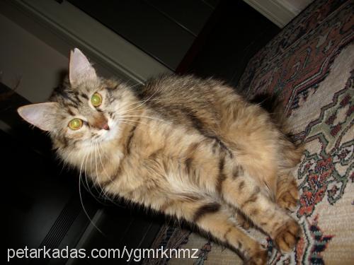 kırpık Dişi Maine Coon