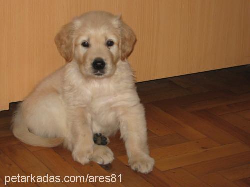 ares Erkek Golden Retriever