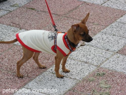 findik Dişi Chihuahua