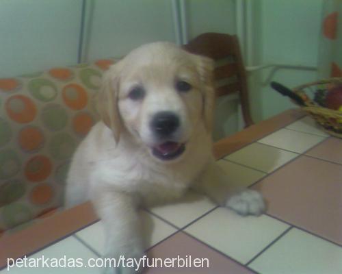 prenses Dişi Golden Retriever