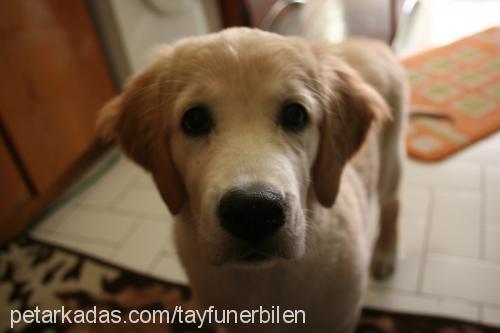 prenses Dişi Golden Retriever