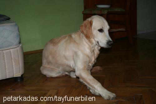 prenses Dişi Golden Retriever