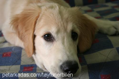 prenses Dişi Golden Retriever