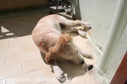 prenses Dişi Golden Retriever