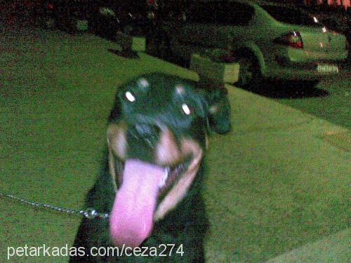 duman Dişi Rottweiler