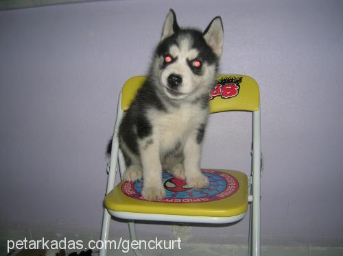 bozkurt Dişi Sibirya Kurdu (Husky)