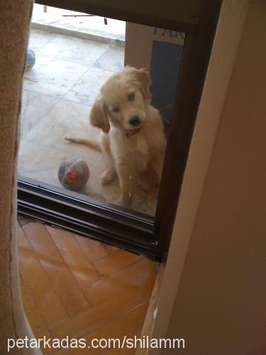 shilaaa Dişi Golden Retriever