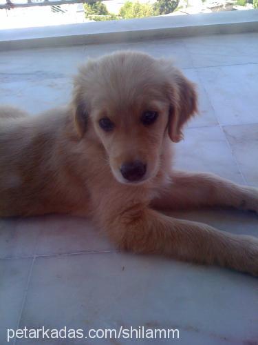 shilaaa Dişi Golden Retriever