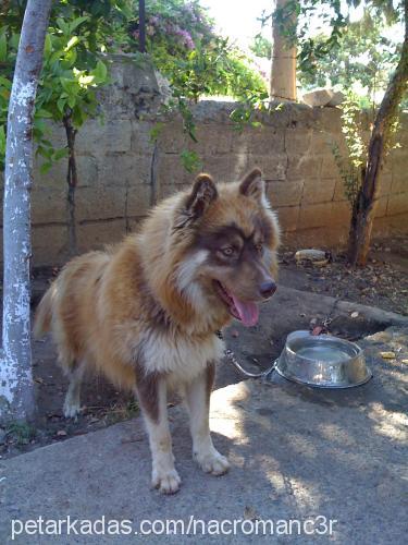 yaban Erkek Alaskan Malamute