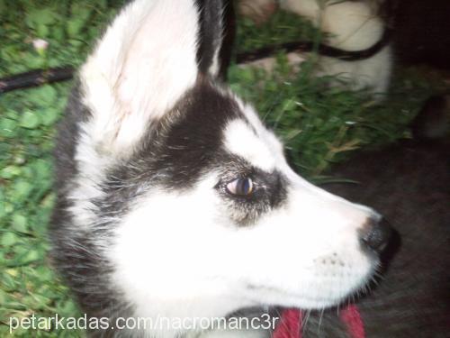 ada Dişi Sibirya Kurdu (Husky)