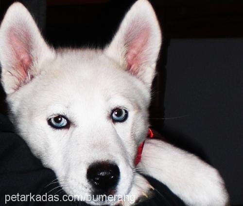 bernt Dişi Sibirya Kurdu (Husky)