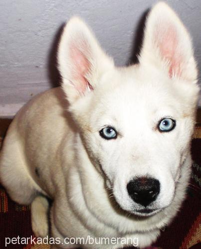 bernt Dişi Sibirya Kurdu (Husky)