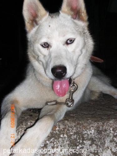 bernt Dişi Sibirya Kurdu (Husky)