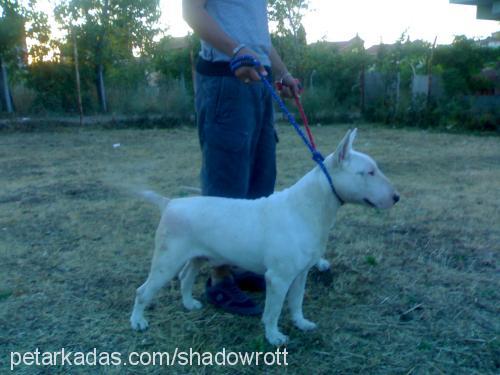 tito Erkek Bull Terrier