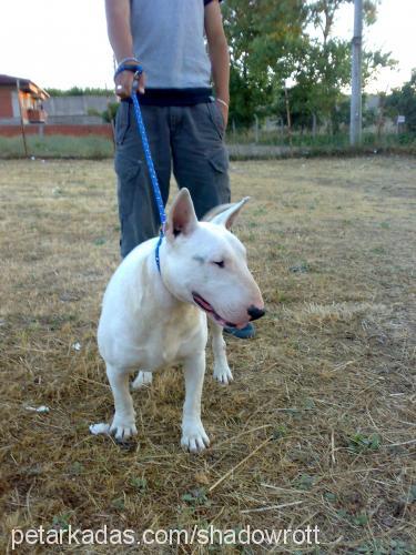 tito Erkek Bull Terrier